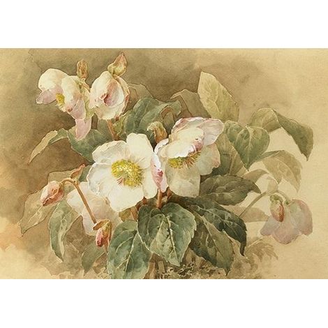 Karte ST424 B6 + Umschlag Helleborus weiß