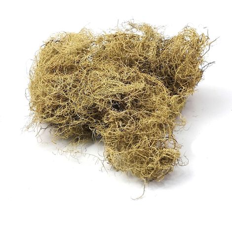 Mousse de roche 25g Forêt en verre Décoration (1/4)