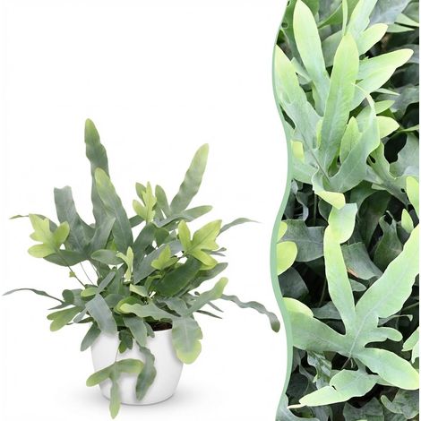 Phlebodium aureum Blue Star - Fougère Bleue Plante d'Intérieur Amie des Animaux - Pot 12 cm - 25 cm - PANGIVO (1/5)