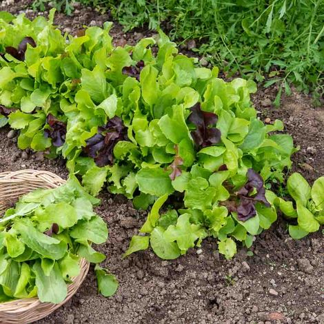 Mesclun Vilmorin (1/2)