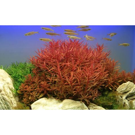 Aquarium Pflanze Ammannia crassicaulis Nr.033B