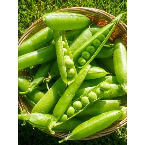 Pois – 1 sachet Graines de légumes 15 graines/sachet pour plantation maison et potager (1/3)