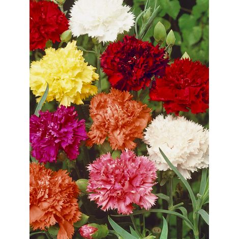 Œillet des fleuristes 'Giant Chabaud Mixed' le sachet de 200 graines (0,5g) (1/2)