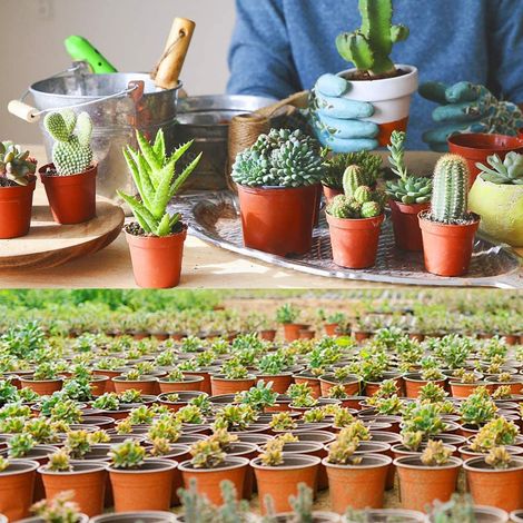 75 pots de semis en plastique bicolores (rouge et noir) et pots de repiquage (blancs, taille 90) (1/5)