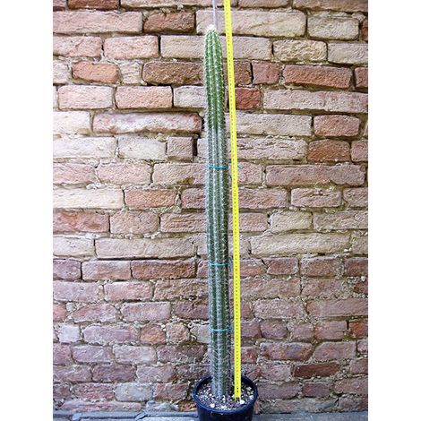 Pilosocereus chrysacanthus 100 cm, cactus, pianta grassa