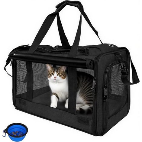 Trasporti disponibili per gatti e animali (1/5)