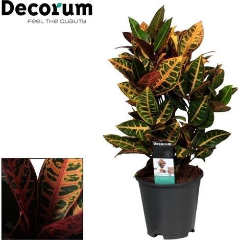 Plante d'Intérieur Croton Petra Codiaeum au Feuillage Coloré - Pot Ø 17 cm - Hauteur 55 cm - PANGIVO