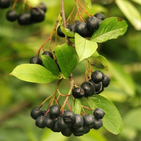 Aronie melanocarpa Professor Ed, Aronia à fruits noir/Pot de 2L - 40/60 cm