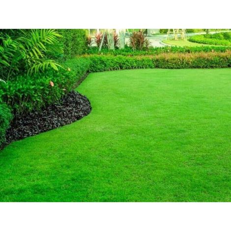 Graines De Gazon - Mélange Pour Ombre - Résistant Sécheresse Piétinement - 15 À 20 M² - Pureté 98 % (1/3)