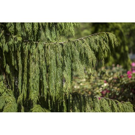 Nutka-Goldzypresse 'Pendula' Chamaecyparis nootk.'Pendula' C 7,5 60- 80 (1/5)