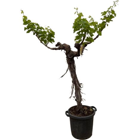 Vigne (Vitis Vinifera) Tronc Ramifié Arbre Fruitier Extérieur Jardin Terrasse 200 cm ø35 cm - PANGIVO (1/4)