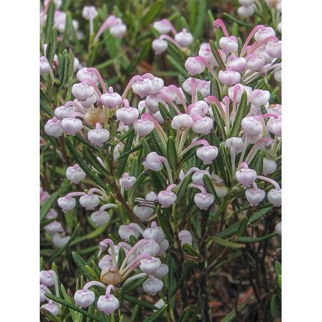 Andromède à feuilles de Podium 'Compacta' Pot de 2L/3L (1/2)