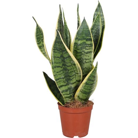 Sansevieria Futura Superba Plante d'Intérieur Langue de Belle-mère Verte et Jaune Ø12 cm H40 cm - PANGIVO (1/4)