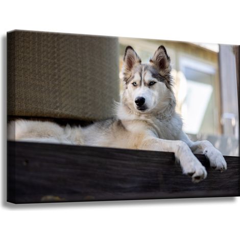 Leinwanddruck „Tiere Husky Hund“ 60x40 cm
