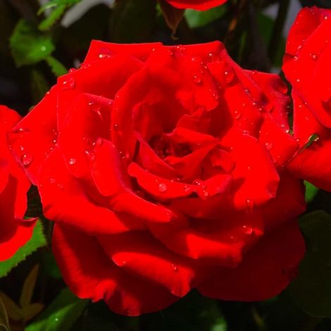 Rosier 'Ena Harkness'