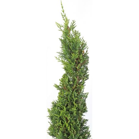 Cipresso a Spirale - Cupressocyparis Leylandii - H 140-160 cm Vaso Ø 30 cm (1/2)