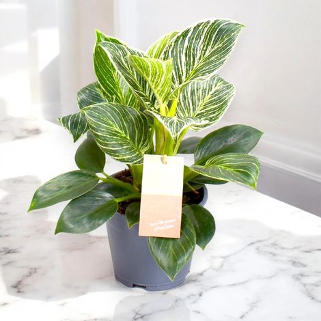 Gardenaria Philodendron 'Birkin' Zebra - Pianta da interno ornamentale - Altezza: 35 cm (vaso 14)