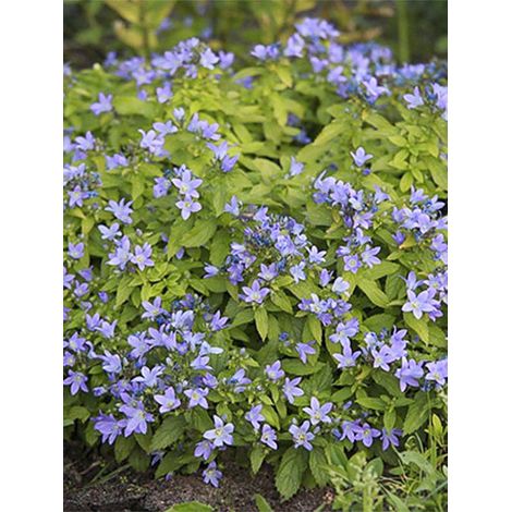 Campanule à fleurs laiteuses 'Blue Pouffe' Godet de 7/8 cm (1/3)