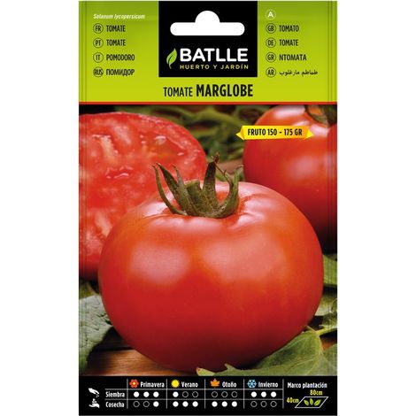 TOMATE MARGLOBE
