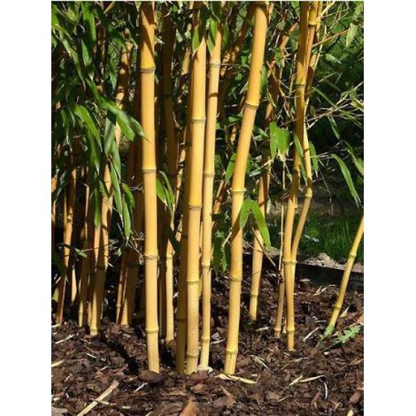Phyllostachys aureosulcata 'Aureocaulis' Pot de 2L/3L (1/4)