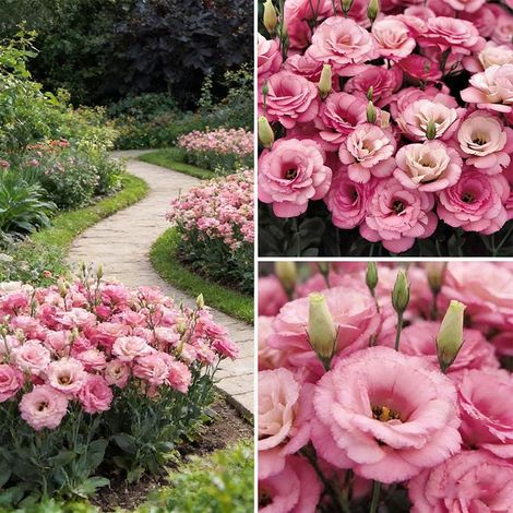 1000 Graines Lisianthus Rose – Eustoma Ornemental à Longue Floraison, Idéal Culture en Pots, Balcon Fleuri et Jardin Décoratif (1/5)