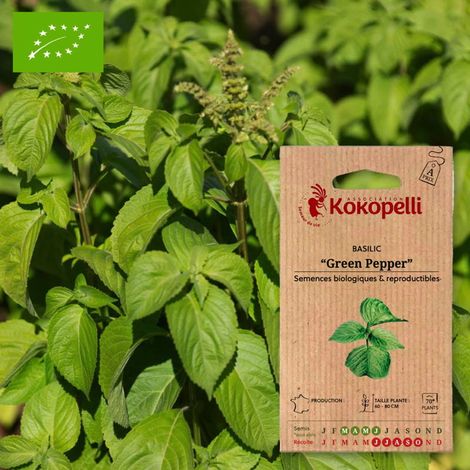 Basilic Green Pepper- Graines bio à semer (1/2)