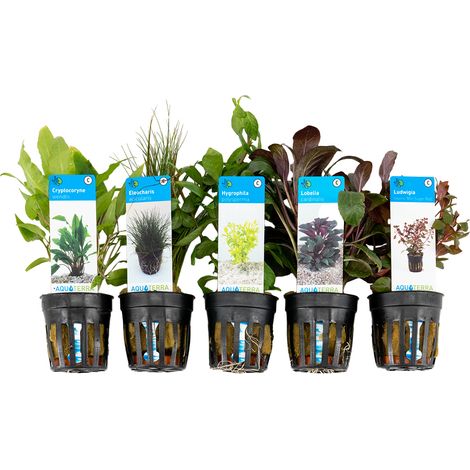 Bloomique - Set de 5 - Plantes d'aquarium véritables - Plantes aquatiques - Purifiantes - Oxygène - Ludwigia, Laîche aiguillon, Amie de l'eau, Lobélie, Cryptocoryne - Hauteur 15-20 cm