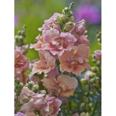 Muflier,Gueule de loup nain 'Twinny Peach' le sachet de 30 graines (1/2)