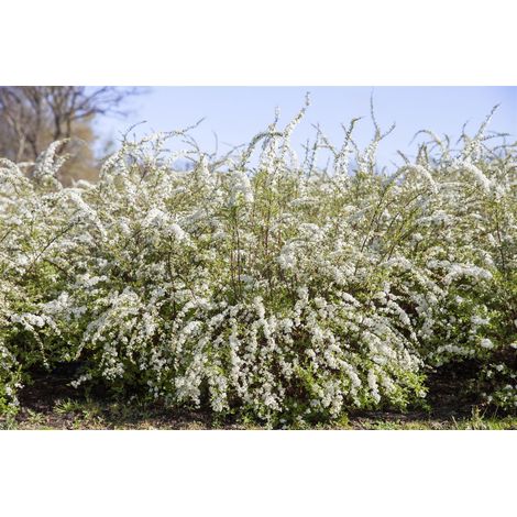 Frühlingsspiere Spiraea thunbergii 7,5 L 80- 100