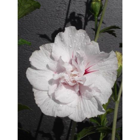 Mauve en arbre China Chiffon® 'bricutts' Pot de 12L/15L, Demi-Tige