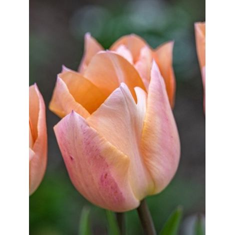 Tulipe simple hâtive 'Apricot Beauty' Bulbe calibre 11+ (par 10) (1/2)