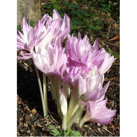 Colchique d'automne 'Waterlily' Bulbe calibre 14+ (par 2)