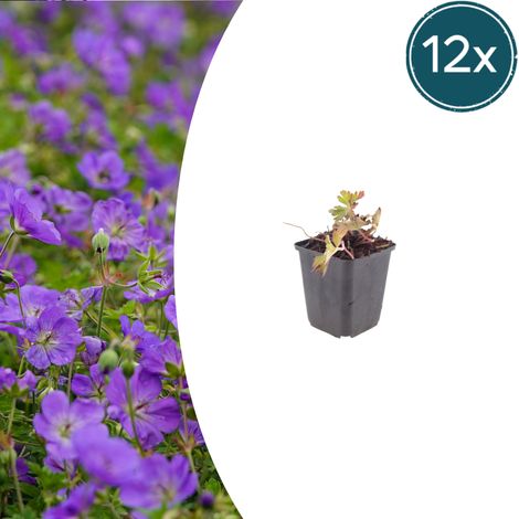 Lot de 12 Géraniums Vivaces Azure Rush, Fleurs Bleu Vif, Couvre-sol Compact, 10-25 cm, Ø 9 cm - PANGIVO (1/5)