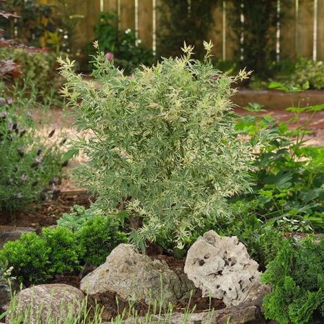 Bloomique - Acer palmatum 'Butterfly' - Érable du Japon - Feuillage panaché - Résistant au froid - 40-50 cm de Haut - Pot 15 cm