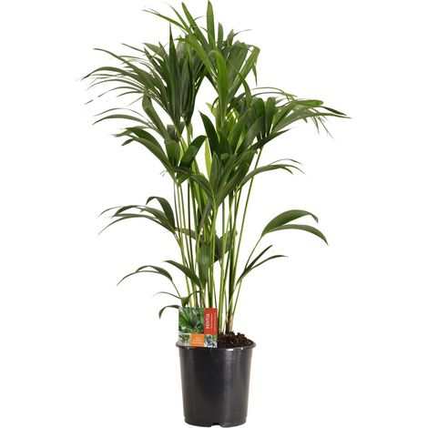 Kentia Palm Howea Forsteriana - Plante d'Intérieur Décorative et Purificatrice - Ø24 cm H120 cm - PANGIVO (1/4)