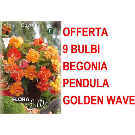 OFFERTA 9 BULBI BEGONIA PENDULA GOLDEN WAVE BULBS BULBES