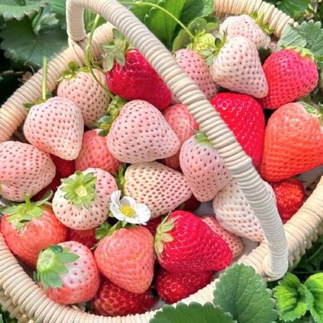200 Cream Strawberry Seeds, Strawberry Seeds, Fruit Seeds, Ideal for Outdoor Planting in Gardens (1/5)