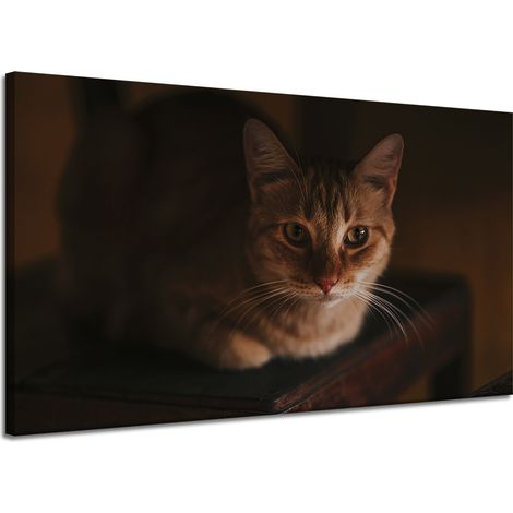 Leinwanddruck Tiere Hauskatze 120x70 cm