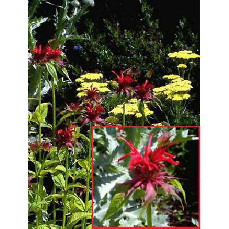 Monarde 'Squaw' Godet de 8/9 cm (1/2)
