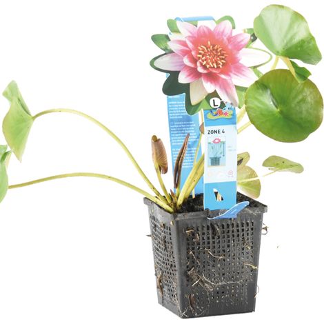 Bloomique - Nymphaea Attraction - Nénuphar - Rouge - Plantes de bassin - Plantes aquatiques - Rustique - Hauteur 10-20 cm - Pot 11 cm (1/3)