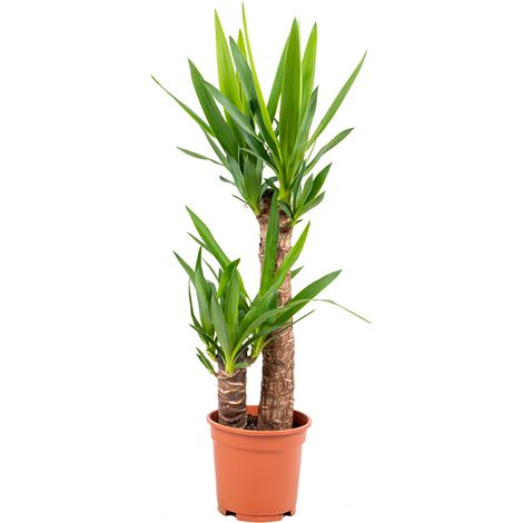 Bloomique - Yucca Elephantipes - Yucca pied d’éléphant - Plante d’intérieur - Dépolluante - Facile à entretenir - Hauteur 60-70 cm - Pot 17 cm