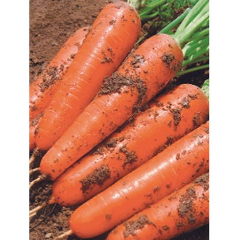 Graines de Carottes – 200 graines pour jardin et potager, sachet de 200 graines (1/5)