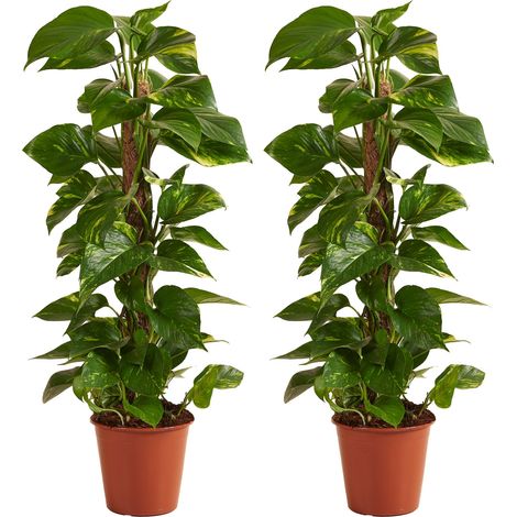 Bloomique - Lot de 2 - Epipremnum Aureum - Avec tige en mousse - Lierre dragon - Plantes grimpantes - Plantes d'intérieur - Purificateur d'air - Hauteur 70-90 cm - Pot 19 cm