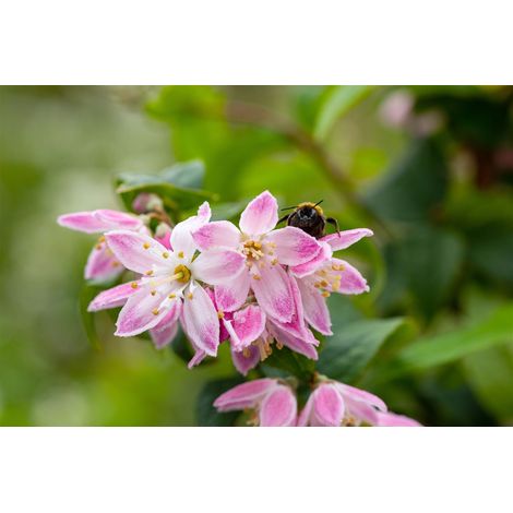 Sternchenstrauch 'Strawberry Fields' Deutzia 'Strawberry Fields' 15 L 100- 150