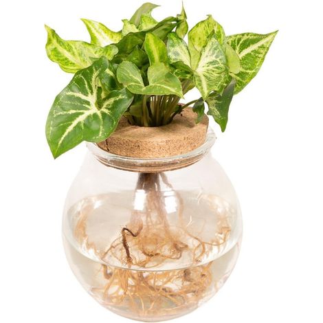 Syngonium Pixie Plante d’Intérieur Décorative en Verre Convexe Facile d’Entretien Pot 12 cm Hauteur 30 cm - PANGIVO (1/4)