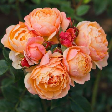 Gardenaria Rosa 'Creme Brulée' - Rosa da giardino - Altezza: 40/50 cm (vaso20) (1/4)