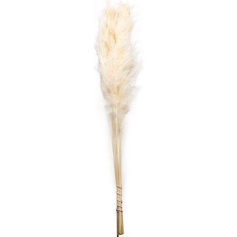 Gebleichtes Pampasgras – 120 cm – Strauß mit 5 Stück