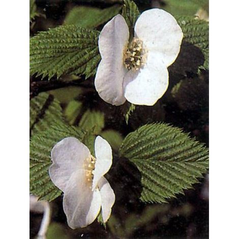 Rhodotypos scandens Pot de 3L/4L