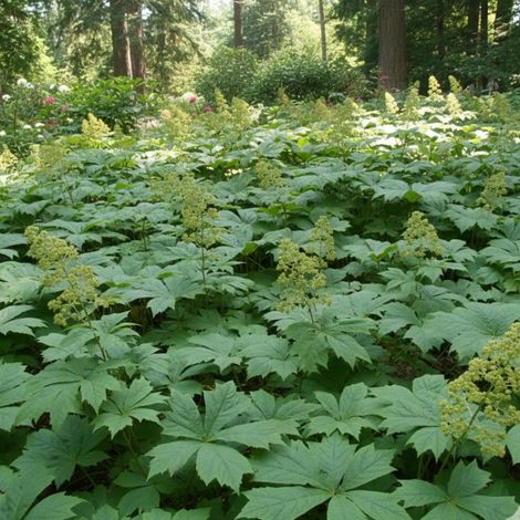 Rodgersie à feuilles de Podophylle/Lot de 9 godets