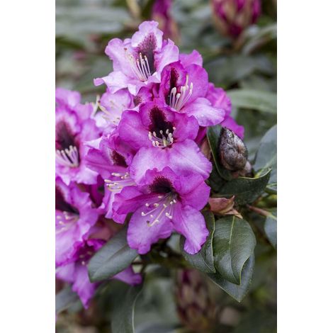 Rhododendron 'Libretto' Rhododendron Hybr.'Libretto' C 5 30- 40